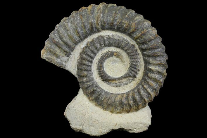 4.3" Early Devonian Ammonite (Anetoceras) - Tazarine, Morocco